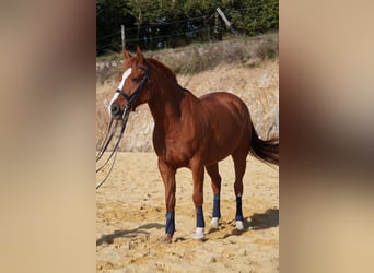 Más ponis/caballos pequeños, Caballo castrado, 9 años, 147 cm, Alazán