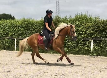 Más ponis/caballos pequeños, Caballo castrado, 9 años, 148 cm, Alazán