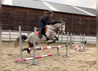 Más ponis/caballos pequeños, Caballo castrado, 9 años, 152 cm, Tordo