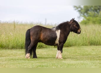 Más ponis/caballos pequeños, Caballo castrado, 9 años, 89 cm, Castaño rojizo