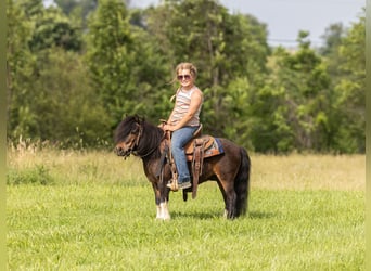 Más ponis/caballos pequeños, Caballo castrado, 9 años, 89 cm, Castaño rojizo