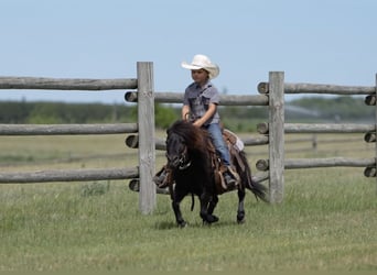 Más ponis/caballos pequeños, Caballo castrado, 9 años, 91 cm, Negro