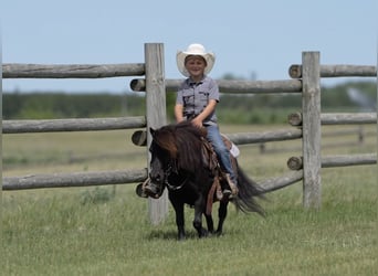 Más ponis/caballos pequeños, Caballo castrado, 9 años, 91 cm, Negro