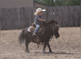 Más ponis/caballos pequeños, Caballo castrado, 9 años, 91 cm, Negro