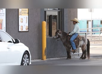 Más ponis/caballos pequeños, Caballo castrado, 9 años, 97 cm