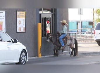 Más ponis/caballos pequeños, Caballo castrado, 9 años, 97 cm