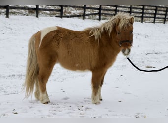 Más ponis/caballos pequeños, Caballo castrado, 9 años, 99 cm, Castaño