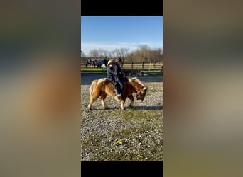 Más ponis/caballos pequeños, Caballo castrado, 9 años, 99 cm, Castaño