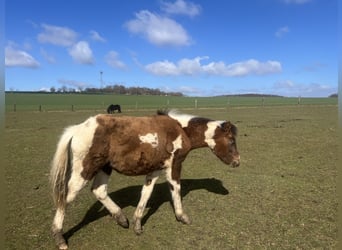 Más ponis/caballos pequeños Mestizo, Semental, 1 año, 135 cm, Pío