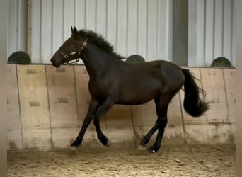 Más ponis/caballos pequeños, Semental, 2 años, 148 cm, Castaño oscuro