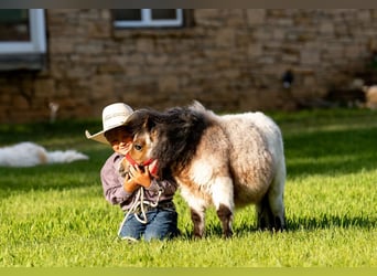 Más ponis/caballos pequeños, Semental, 2 años, 60 cm, Castaño-ruano