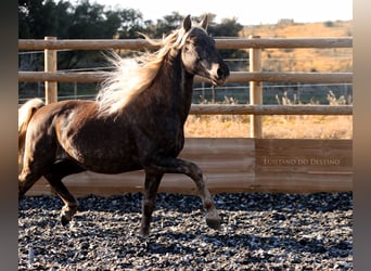 Más ponis/caballos pequeños, Semental, 3 años, 147 cm, Palomino