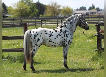 Más ponis/caballos pequeños, Semental, 5 años, 140 cm, Atigrado/Moteado