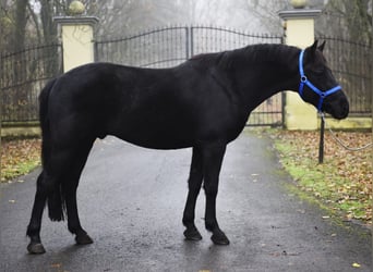 Más ponis/caballos pequeños, Semental, 6 años, 149 cm, Negro