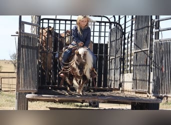 Más ponis/caballos pequeños, Semental, 7 años, 86 cm, Palomino