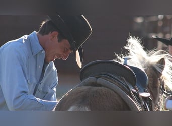 Más ponis/caballos pequeños, Semental, 7 años, 86 cm, Palomino