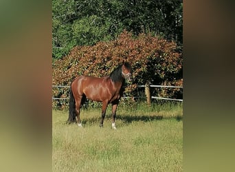 Más ponis/caballos pequeños, Semental, 8 años, 150 cm, Castaño