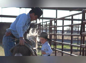 Más ponis/caballos pequeños, Semental, 8 años, 86 cm, Palomino