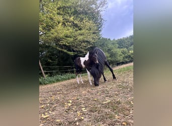 Más ponis/caballos pequeños, Semental, Potro (06/2025), 125 cm, Pío