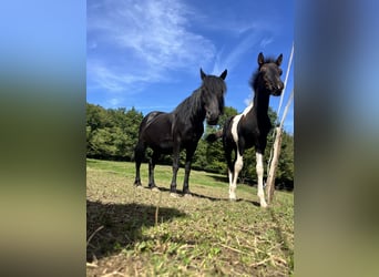Más ponis/caballos pequeños, Semental, Potro (06/2025), 125 cm, Pío