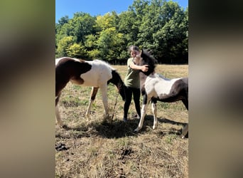 Más ponis/caballos pequeños, Semental, Potro (06/2025), 125 cm, Pío