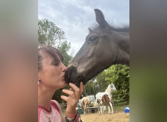 Más ponis/caballos pequeños, Semental, Potro (06/2025), 125 cm, Pío