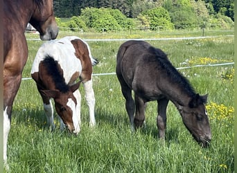 Más ponis/caballos pequeños, Semental, Potro (02/2025), 127 cm, Pío