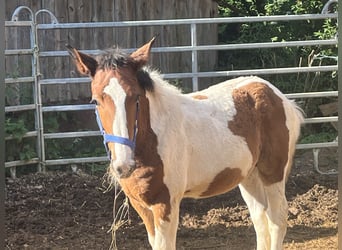 Más ponis/caballos pequeños, Semental, Potro (02/2025), 127 cm, Pío