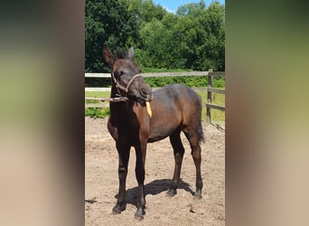 Más ponis/caballos pequeños, Semental, Potro (04/2025), 155 cm, Tordillo negro