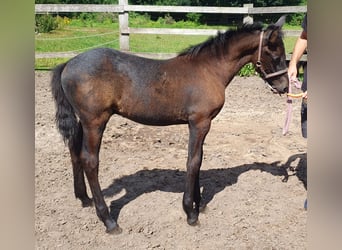 Más ponis/caballos pequeños, Semental, Potro (04/2025), 155 cm, Tordillo negro