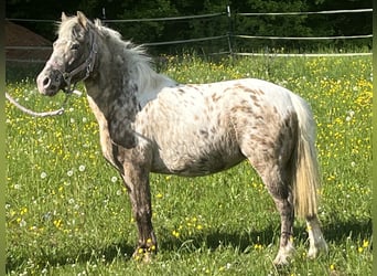 Más ponis/caballos pequeños, Yegua, 10 años, 113 cm, Atigrado/Moteado