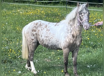 Más ponis/caballos pequeños, Yegua, 10 años, 113 cm, Atigrado/Moteado