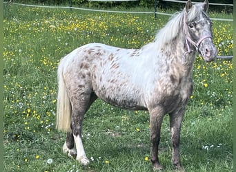 Más ponis/caballos pequeños, Yegua, 10 años, 113 cm, Atigrado/Moteado