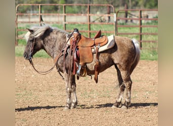Más ponis/caballos pequeños, Yegua, 10 años, 124 cm, Tordo rodado