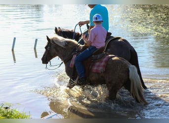 Más ponis/caballos pequeños, Yegua, 10 años, 124 cm, Tordo rodado