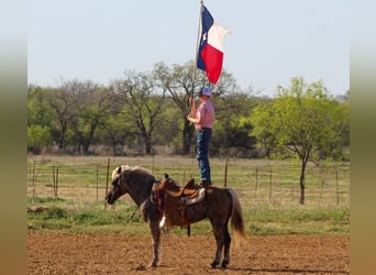 Más ponis/caballos pequeños, Yegua, 10 años, 124 cm, Tordo rodado