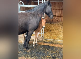 Más ponis/caballos pequeños, Yegua, 10 años, 144 cm, Negro