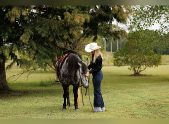 Más ponis/caballos pequeños, Yegua, 10 años, 145 cm, Tordo