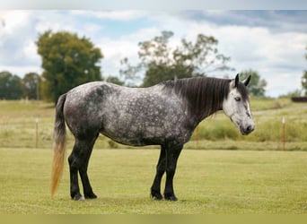 Más ponis/caballos pequeños, Yegua, 10 años, 145 cm, Tordo