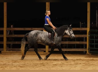 Más ponis/caballos pequeños, Yegua, 10 años, 145 cm, Tordo