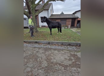 Más ponis/caballos pequeños, Yegua, 10 años, 148 cm, Negro