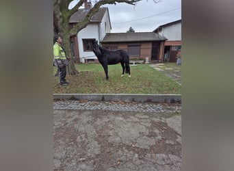 Más ponis/caballos pequeños, Yegua, 10 años, 148 cm, Negro