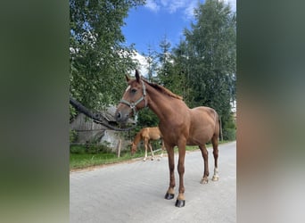 Más ponis/caballos pequeños Mestizo, Yegua, 10 años, 155 cm, Alazán