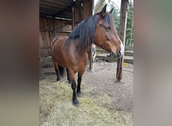 Más ponis/caballos pequeños Mestizo, Yegua, 10 años, 155 cm, Castaño