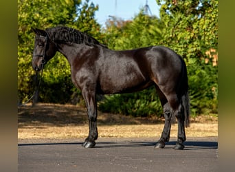 Más ponis/caballos pequeños, Yegua, 10 años, 155 cm, Castaño oscuro