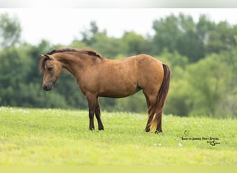 Más ponis/caballos pequeños, Yegua, 11 años, 102 cm, Buckskin/Bayo