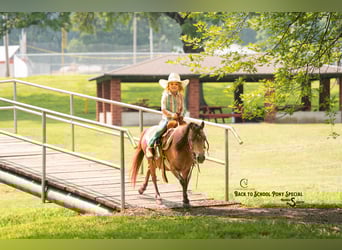 Más ponis/caballos pequeños, Yegua, 11 años, 102 cm, Buckskin/Bayo