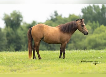 Más ponis/caballos pequeños, Yegua, 11 años, 102 cm, Buckskin/Bayo