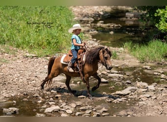 Más ponis/caballos pequeños, Yegua, 11 años, 102 cm, Buckskin/Bayo