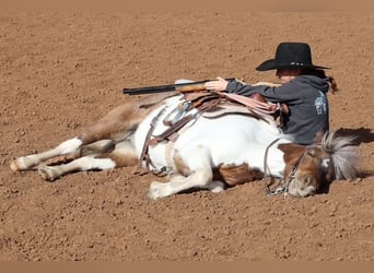 Más ponis/caballos pequeños, Yegua, 11 años, 117 cm, Pío